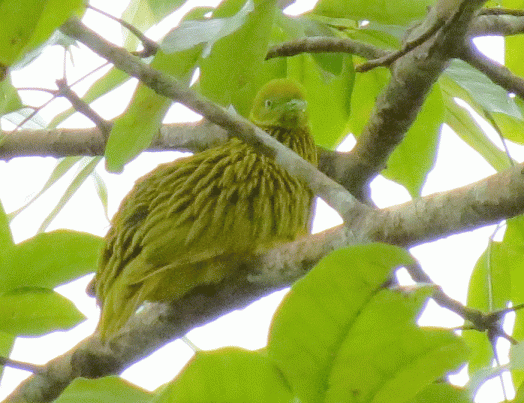 IMG_3438-Golden-Dove