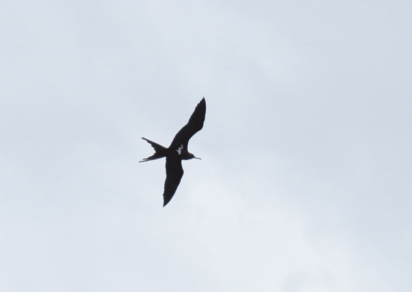 IMG_3489-Lesser-Frigatebird