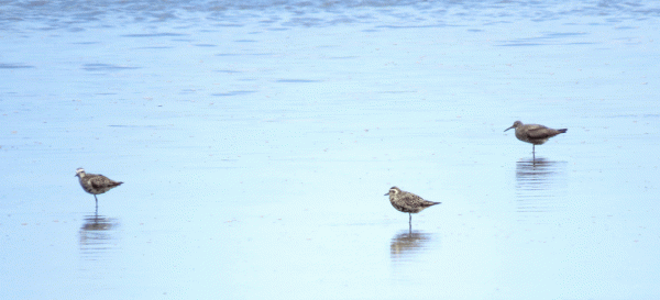 IMG_3495-Pacific-GP-&-Tattl