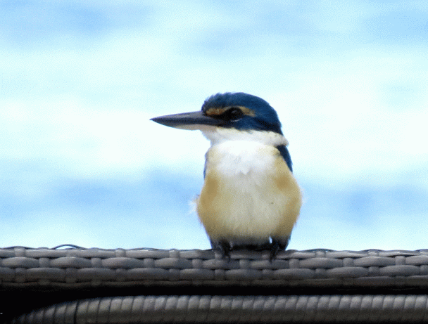 IMG_3558-Taveuni-Collared-K