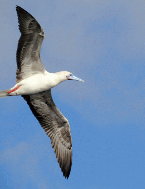 IMG_3668-Red-footed-Booby