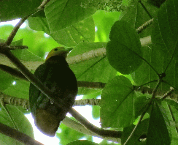 IMG_3779-Velvet-Dove