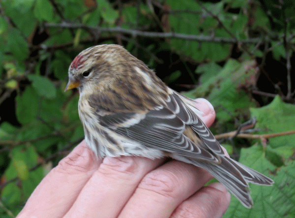 IMG_3929-Lesser-Redpoll