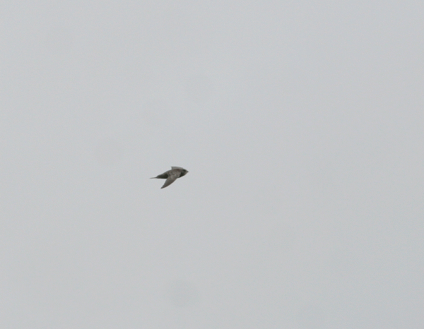 IMG_4349-Pallid-Swift