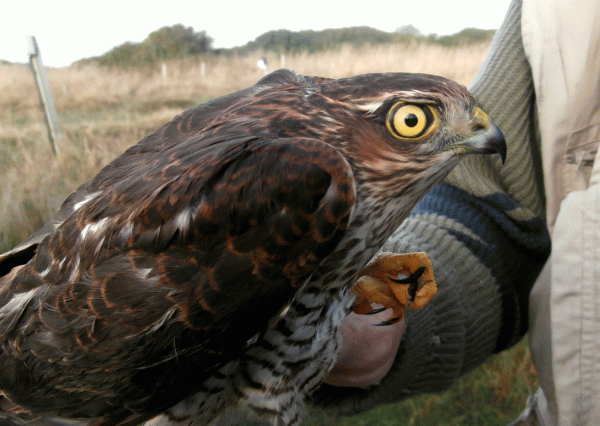 PA070608-Sparrowhawk