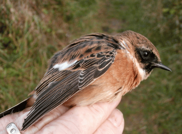PA150615-Stonechat