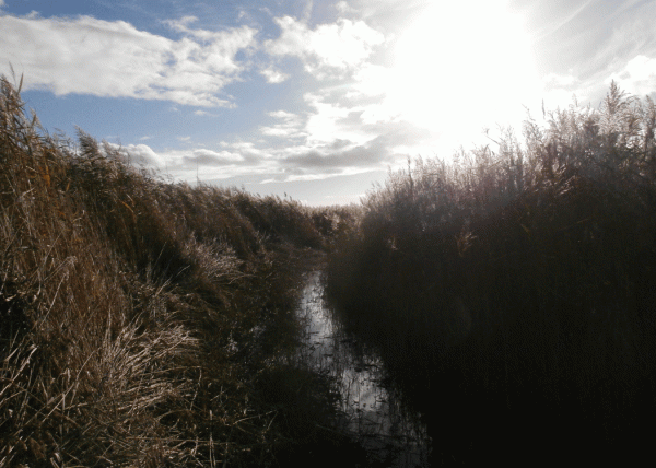 PA230635-Wagtail-ride