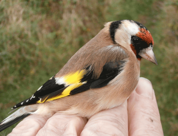 PA240636-Goldfinch