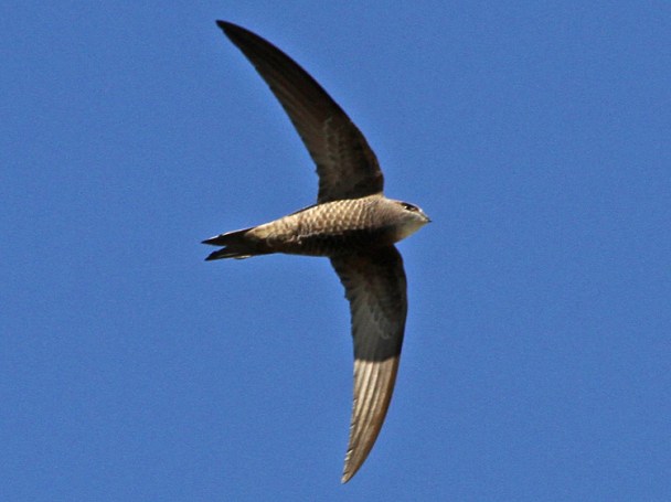 Pallid Swift, Valle di Templi, 27-Apr-12 (3) L
