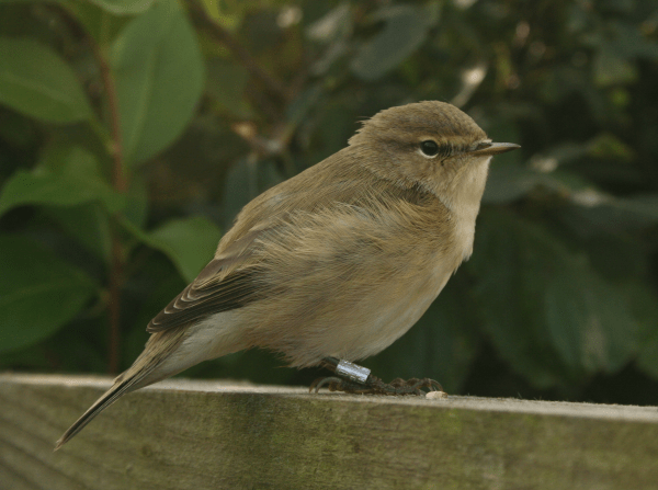 Chiffchaff-2