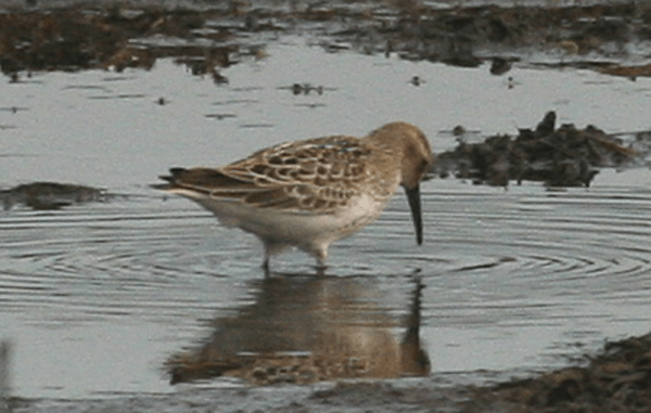 Dunlin