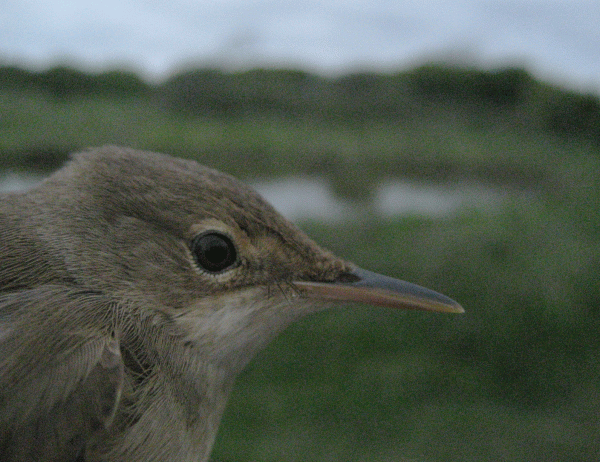 IMG_0696-Reed-warbler