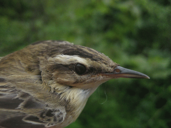 IMG_0724-Sedge-Warbler