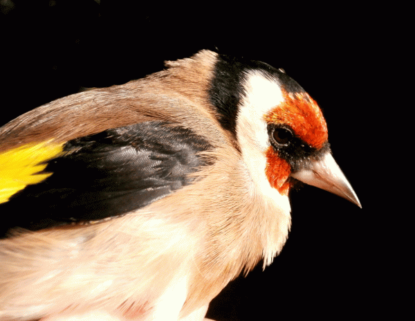 PB040658-Goldfinch-m