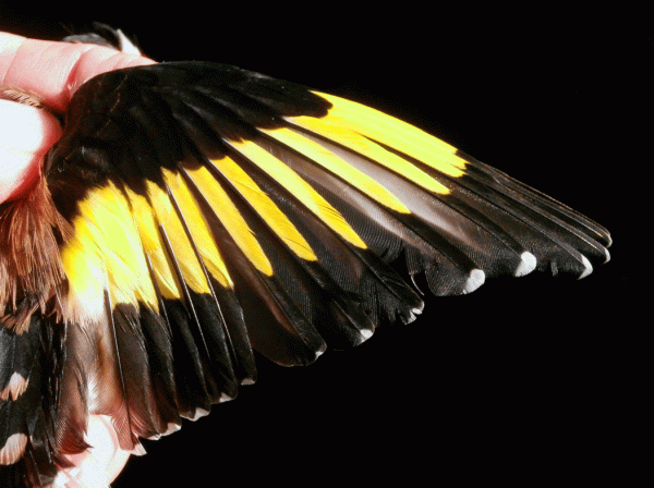 PB040660-Goldfinch-m