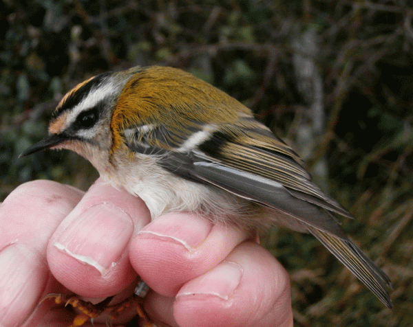 PB070662-Firecrest