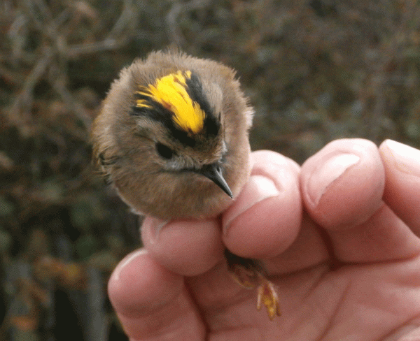 PB070665-Goldcrest-f