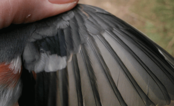 PB070668-Bullfiinch-wing