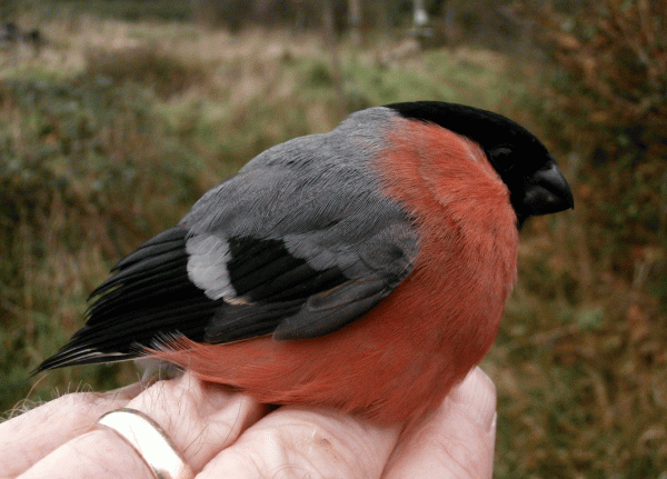 PB070671-Bullfinch