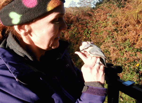 PB190747-Patty-and-Nuthatch