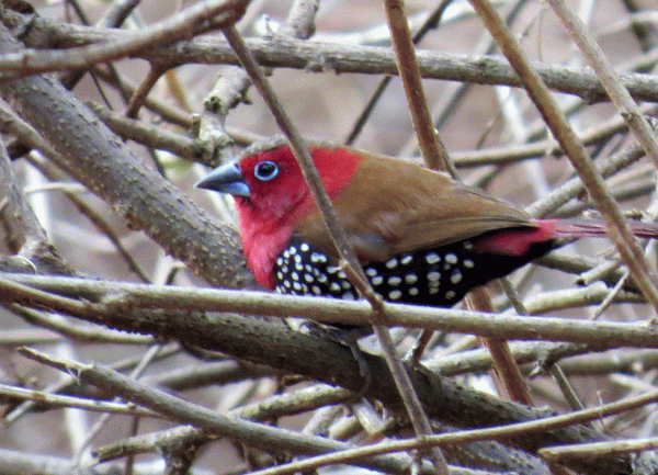 IMG_4073-RT-Twinspot