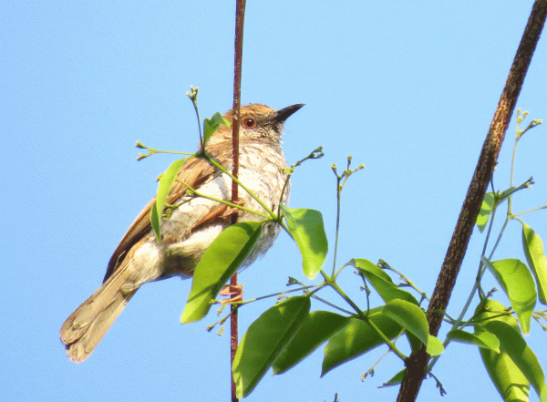 IMG_4105-Stierling's-Wren-w