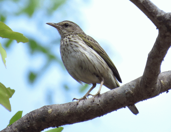 IMG_4145-Striped-Pipit