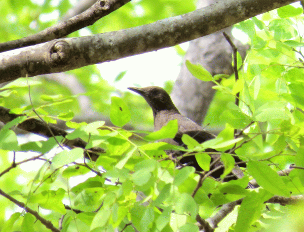 IMG_4146-Boulder-Chat