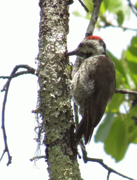 IMG_4161-Stierling's-Woodpe