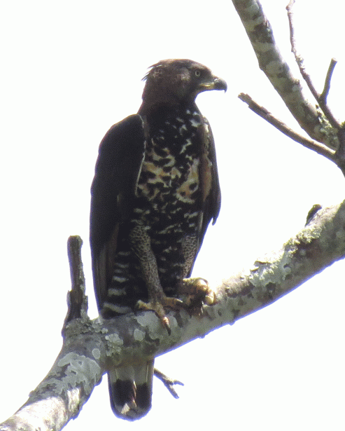 IMG_4203-Crowned-Eagle