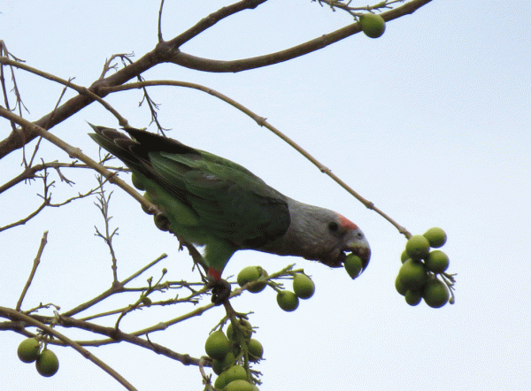 IMG_4232-Grey-headed-Parrot
