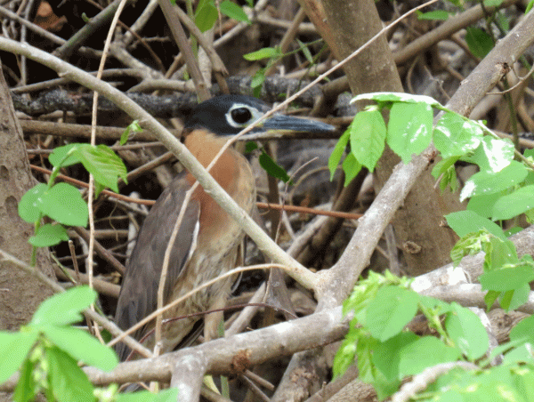 IMG_4430-WB-Night-Heron