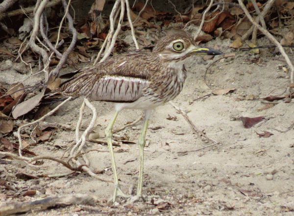 IMG_4434-Thick-knee