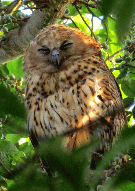 IMG_4537-Pel's-Fish-Owl