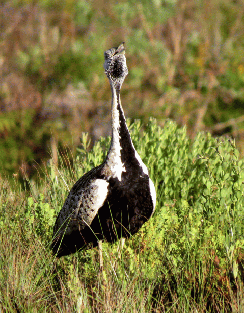IMG_4989-BB-Bustard