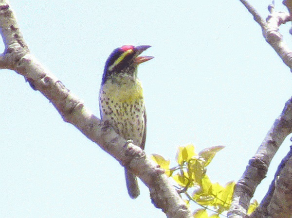 IMG_5061-Miombo-Pied-Barbet