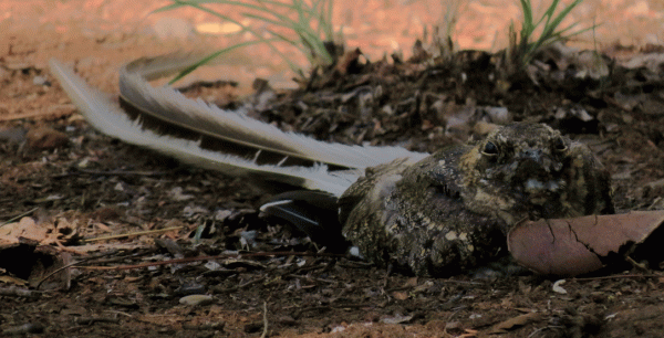 IMG_5091-PW-Nightjar