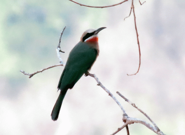 IMG_5225-WF-Bee-eater