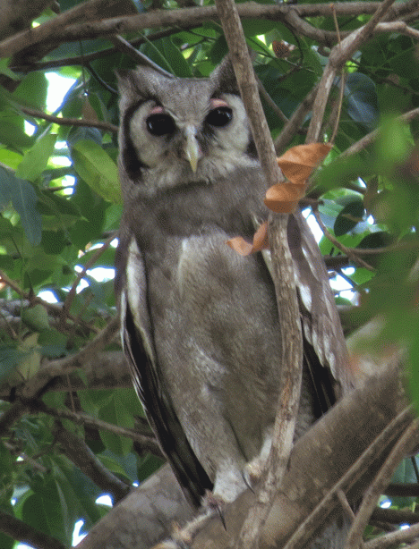 IMG_5248-Verreaux's-Eagle-O