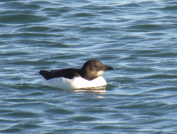 IMG_5342-Brunnich's-Guillem