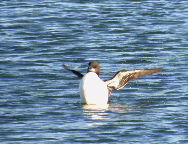 IMG_5347-Brunnich's-Guillem