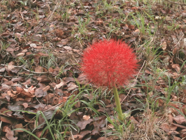 PB250020-Miombo-plants