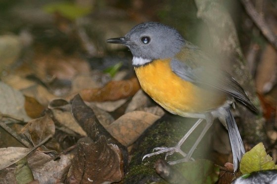 607 Swynnertons Robin TIFF