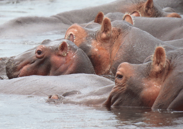 IMG_4388-Hippos