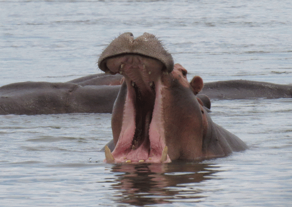 IMG_4399-Hippo