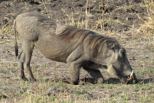 IMG_4564-Warthog