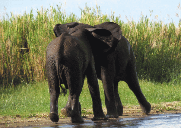 IMG_4623-Elephants-fighting