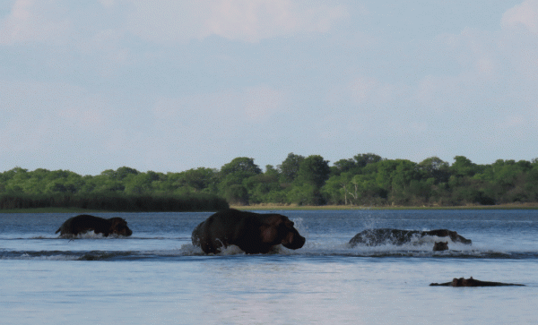 IMG_4627-Hippos
