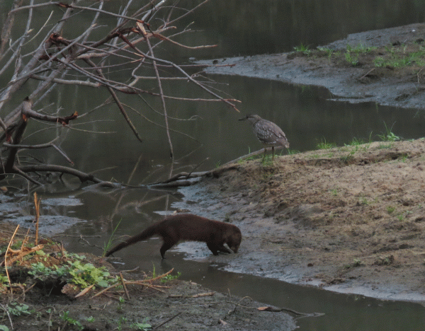 IMG_4668-Mellor's-Mongoose