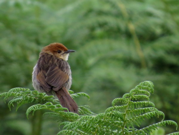 IMG_4784 Cisticola to ID
